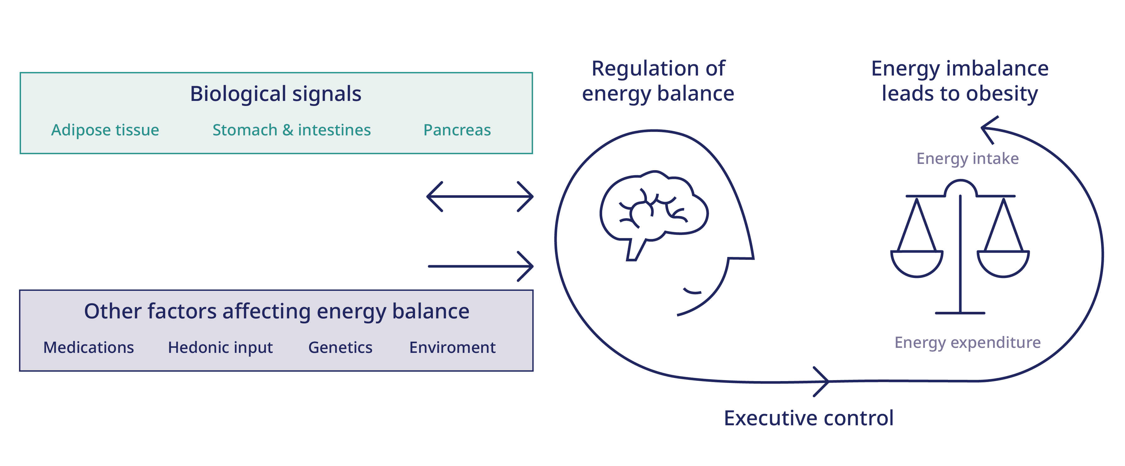 Infographic showing regulation of energy balance.